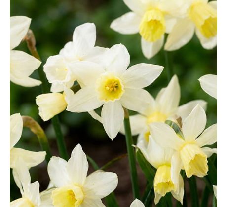 Narcissus - Sailboat