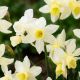 Narcissus - Sailboat