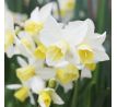 Narcissus - Sailboat
