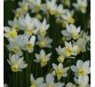 Narcissus - Sailboat