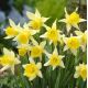 Narcissus - Lobularis