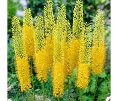 Eremurus bungeii