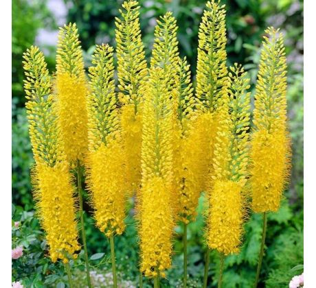 Eremurus bungeii