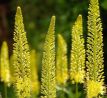 Eremurus bungeii