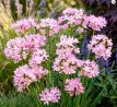 Allium roseum Grandiflorum/ 1ks