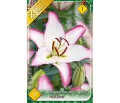 Lilium - Hotline/1 ks