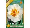 Narcissus - Flower Drift / 5ks v balení