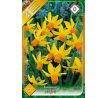 Narcissi Botanical - Cyclamineus Jetfire / 5ks v balení