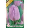 Tulipa - Candy Prince / 10ks v balení