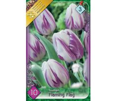 Tulipa - Flaming Flag / 10ks v balení