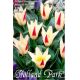 Tulipa - Johann Strauss / 10ks v balení
