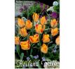 Tulipa Botanical - Batalinii Bronz Charme / 10ks v balení