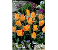 Tulipa Botanical - Batalinii Bronz Charme / 10ks v balení