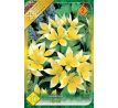 Tulipa Botanical - Tarda / 10ks v balení