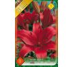 Lilium - red / 1ks v balení