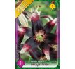 L Lilium - Netty´s Pride / 1ks v balení