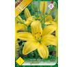 Lilium - yellow / 1ks v balení