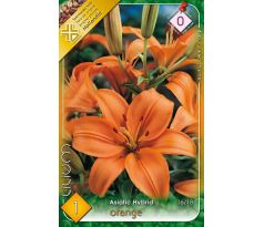 Lilium - orange / 1ks v balení