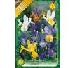 Iris hollandica - mixed / 10ks v balení
