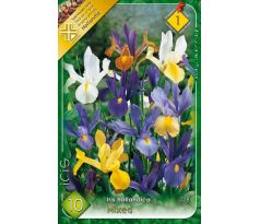 Iris hollandica - mixed / 10ks v balení