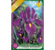 Iris hollandica - Purple Sensation / 10ks v balení