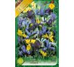 Iris - reticulata- dwarf mixed / 10ks v balení