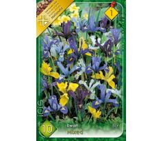 Iris - reticulata- dwarf mixed / 10ks v balení