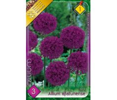 Allium Aflatunense / 3ks v balení