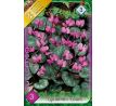 Cyclamen coum / 3ks v balení