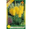 Eremurus stenophyllus / 1ks v balení
