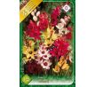 Ixia African Cornlili - mixed / 15ks v balení