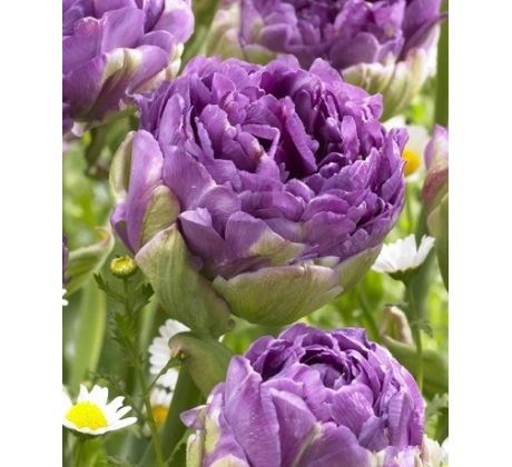 Tulipa - Blue Wow