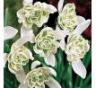 Galanthus nivalis Flore Pleno