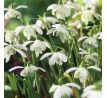 Galanthus nivalis Flore Pleno