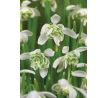 Galanthus nivalis Flore Pleno