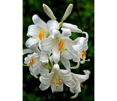Lilium Candidum / 1ks v balení