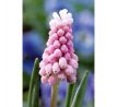 Muscari - Pink Sunrise