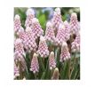 Muscari - Pink Sunrise