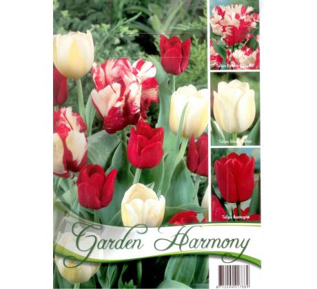 Garden Harmony Tulipány - RED-WHITE 3x6