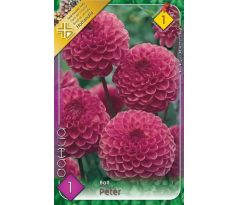 Dahlia Ball - Peter