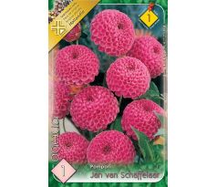 Dahlia Pompon - Jan van Schaffelaar
