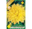 Dahlia - Kelvin Floodlight