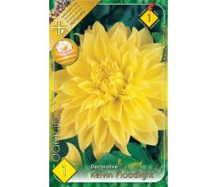 Dahlia - Kelvin Floodlight