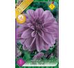 Dahlia - Lilac Time