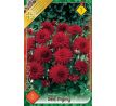 Dahlia Border - Red Pigmy