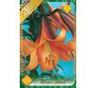 Lilium - African Queen/1 ks