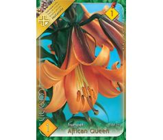Lilium - African Queen/1 ks
