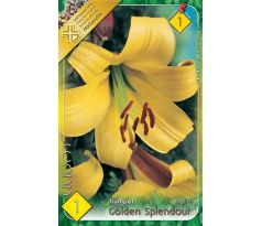 Lilium - Golden Splendour/1 ks