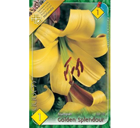 Lilium - Golden Splendour/1 ks