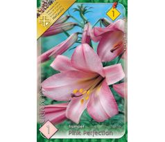 Lilium - Pink Perfection/1 ks